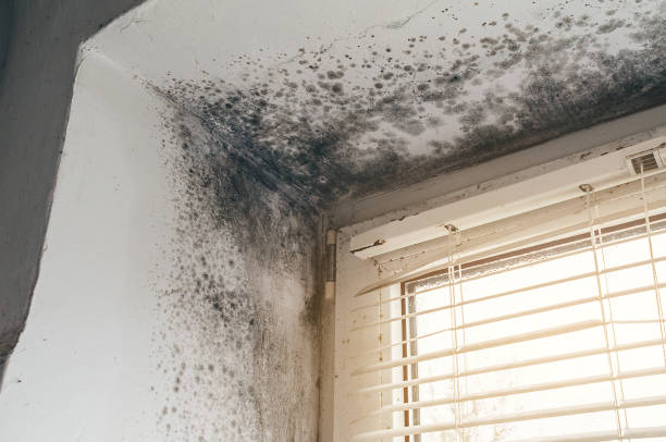 Affordable Mold Remediation solutions in Watsessing, NJ